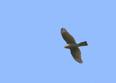 Sperwer - Eurasian Sparrowhawk