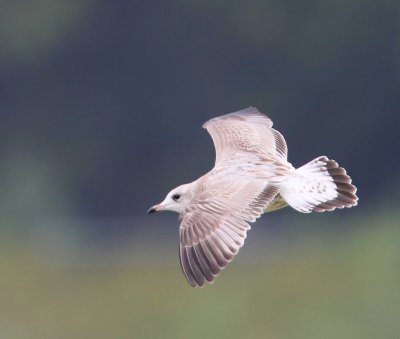 Stormmeeuw - Common Gull