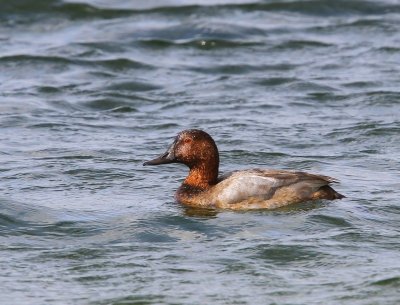 Tafeleend - Common Pochard