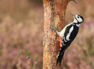 Grote Bonte Specht - Great Spotted Woodpecker