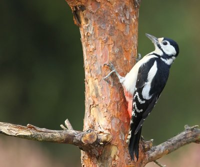 Grote Bonte Specht - Great Spotted Woodpecker