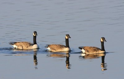 Grote Canadese Ganzen - Greater Canada Geese