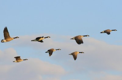 Grote Canadese Ganzen - Greater Canada Geese