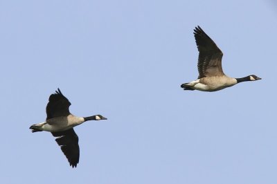 Grote Canadese Ganzen - Greater Canada Geese