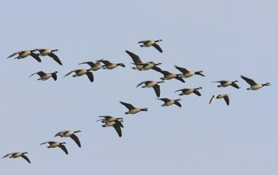 Grote Canadese Ganzen - Greater Canada Geese