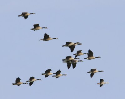 Grote Canadese Ganzen - Greater Canada Geese