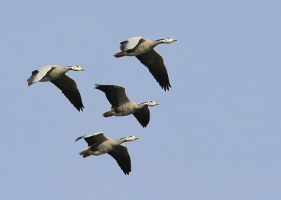 Indische Ganzen - Bar-headed Geese