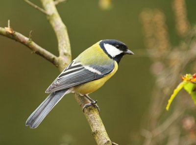Koolmees - Great Tit