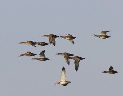 Krakeenden - Gadwalls