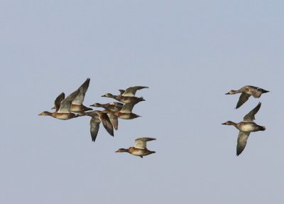 Krakeenden - Gadwalls