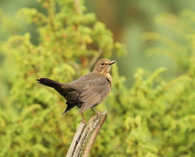Merel - Common Blackbird