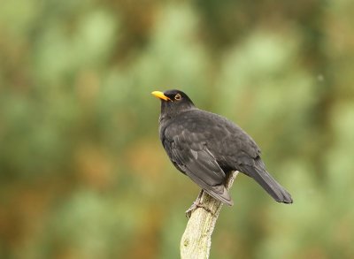 Merel - Common Blackbird