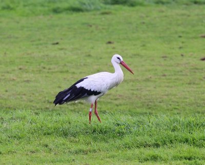 Ooievaar - White Stork