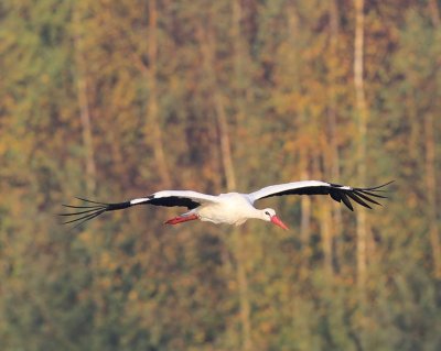 Ooievaar - White Stork