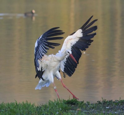 Ooievaar - White Stork