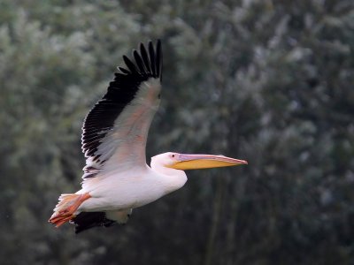 Roze Pelikaan - Great White Pelican