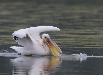 Roze Pelikaan - Great White Pelican