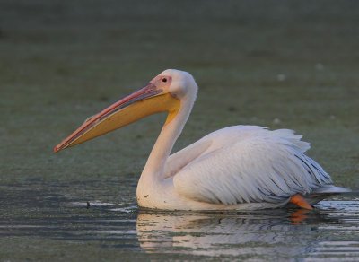 Roze Pelikaan - Great White Pelican
