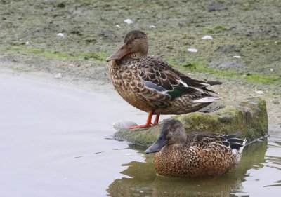 Slobeenden - Northern Shovelers