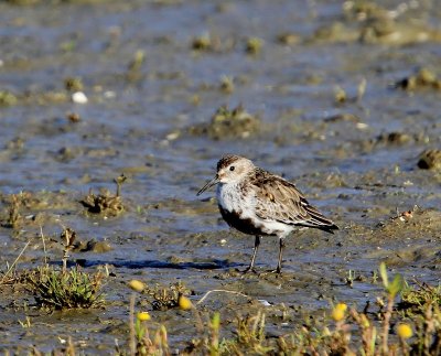 Bonte Strandloper - Dunlin