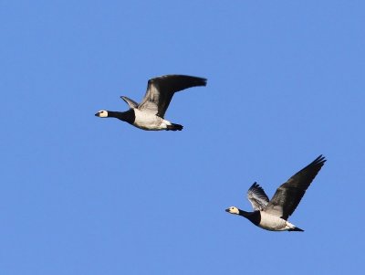 Brandganzen - Barnacle Geese