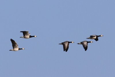 Brandganzen - Barnacle Geese