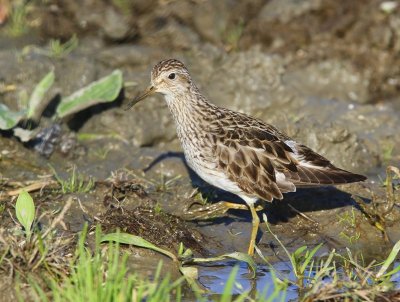 Gestreepte Strandloper - Pectoral Sandpiper