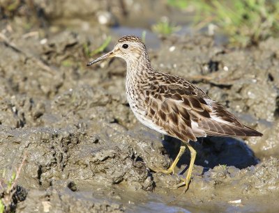 Gestreepte Strandloper - Pectoral Sandpiper