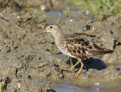 Gestreepte Strandloper - Pectoral Sandpiper