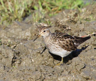 Gestreepte Strandloper - Pectoral Sandpiper