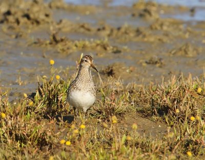 Gestreepte Strandloper - Pectoral Sandpiper