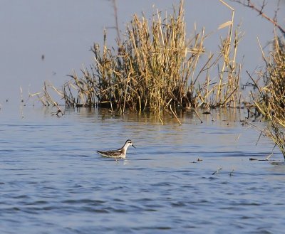 Grauwe Franjepoot - Red-necked Phalarope