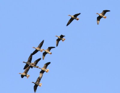 Kolganzen - Greater White-fronted Geese