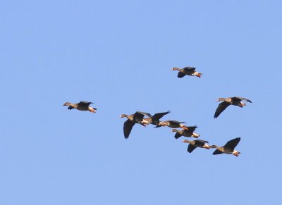 Kolganzen - Greater White-fronted Geese