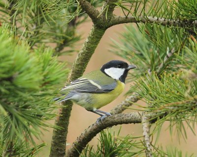 Koolmees - Great Tit