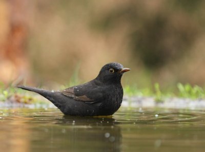 Merel - Common Blackbird