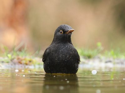 Merel - Common Blackbird