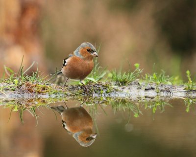 Vink - Common Chaffinch