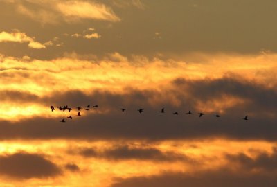 Kolganzen - Greater White-fronted Geese