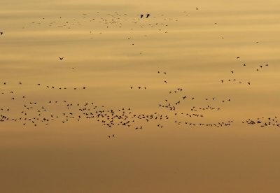 Kolganzen - Greater White-fronted Geese