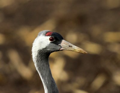 Kraanvogel - Common Crane