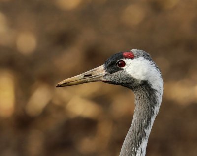 Kraanvogel - Common Crane