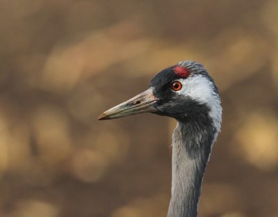 Kraanvogel - Common Crane