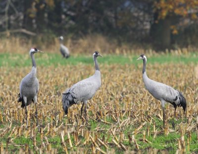 Kraanvogels - Common Cranes