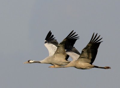 Kraanvogels - Common Cranes