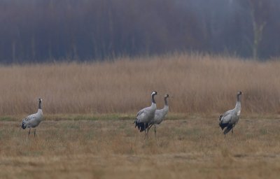 Kraanvogels - Common Cranes