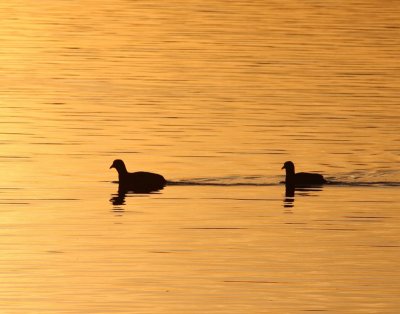 Meerkoeten - Eurasian Coots