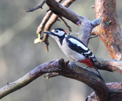 Grote Bonte Specht - Great Spotted Woodpecker