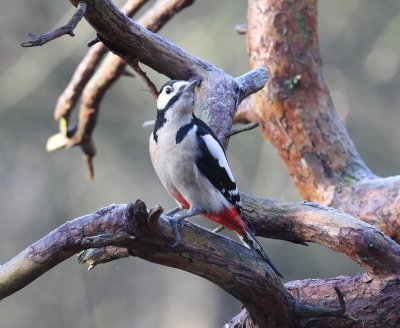 Grote Bonte Specht - Great Spotted Woodpecker