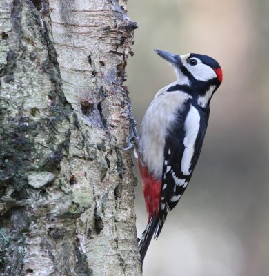 Grote Bonte Specht - Great Spotted Woodpecker
